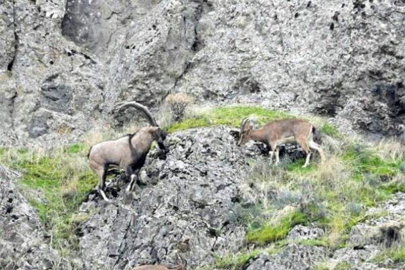 شکارچی بز وحشی در خلخال به سه سال حبس محکوم شد