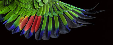 دانشمندان الگوی باستانی پرهای پرندگان را کشف کردند