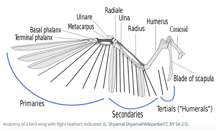 دانشمندان یک الگوی باستانی در پرهای پرندگان کشف کردند