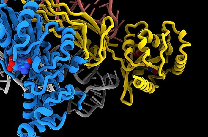 دانشمندان راز کارخانه پروتئین در سلول‌های انسان را کشف کردند