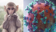 مهندسی ژن‌ و استفاده از نانوحفره؛ روشی جدید برای تشخیص سریع ویروس آبله میمونی