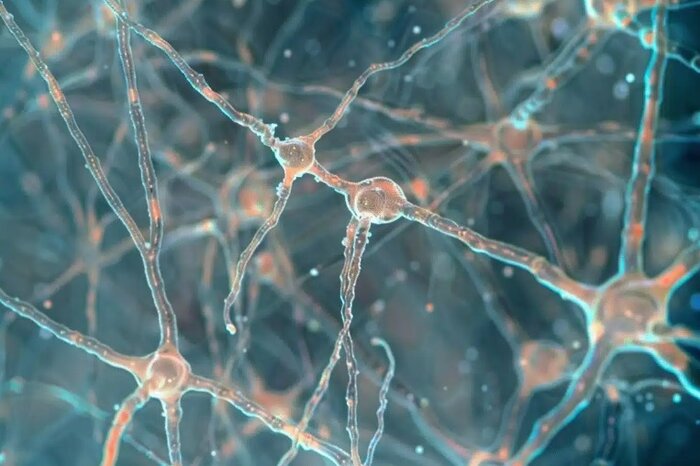 مدل‌سازی سیستم عصبی مرکزی انسان با کاشت سلول‌های بنیادی+فیلم