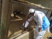 آغاز واکسیناسیون طیور علیه بیماری نیوکاسل در سیستان و بلوچستان/۲۴هزار پرنده واکسینه شدند