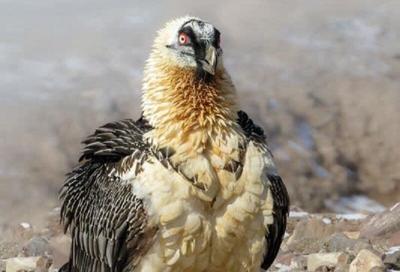Efsanevî Hümâ Kuşu Güney Horasan’da Görüldü