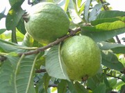حدود چهار هزار تن میوه گرمسیری گواوا در سیستان و بلوچستان برداشت شد