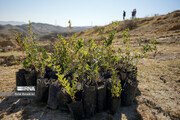 زراعت چوب، صنعتی سبز برای اشتغال‌زایی در خوزستان