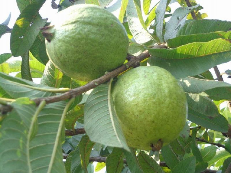 حدود چهار هزار تن میوه گرمسیری گواوا در سیستان و بلوچستان برداشت شد - ایرنا
