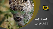 فیلم| چشم در چشم با پلنگ ایرانی در پارک ملی گلستان