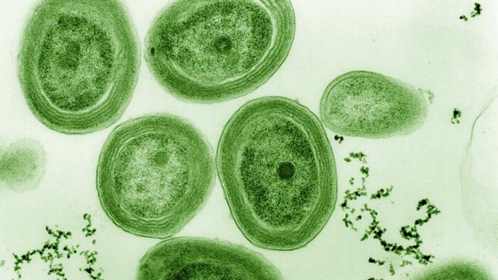 فسیل‌های باکتریایی اولین سرنخ‌های فتوسنتز را آشکار کردند