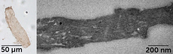فسیل‌های باکتریایی اولین سرنخ‌ها از فتوسنتز را آشکار کردند