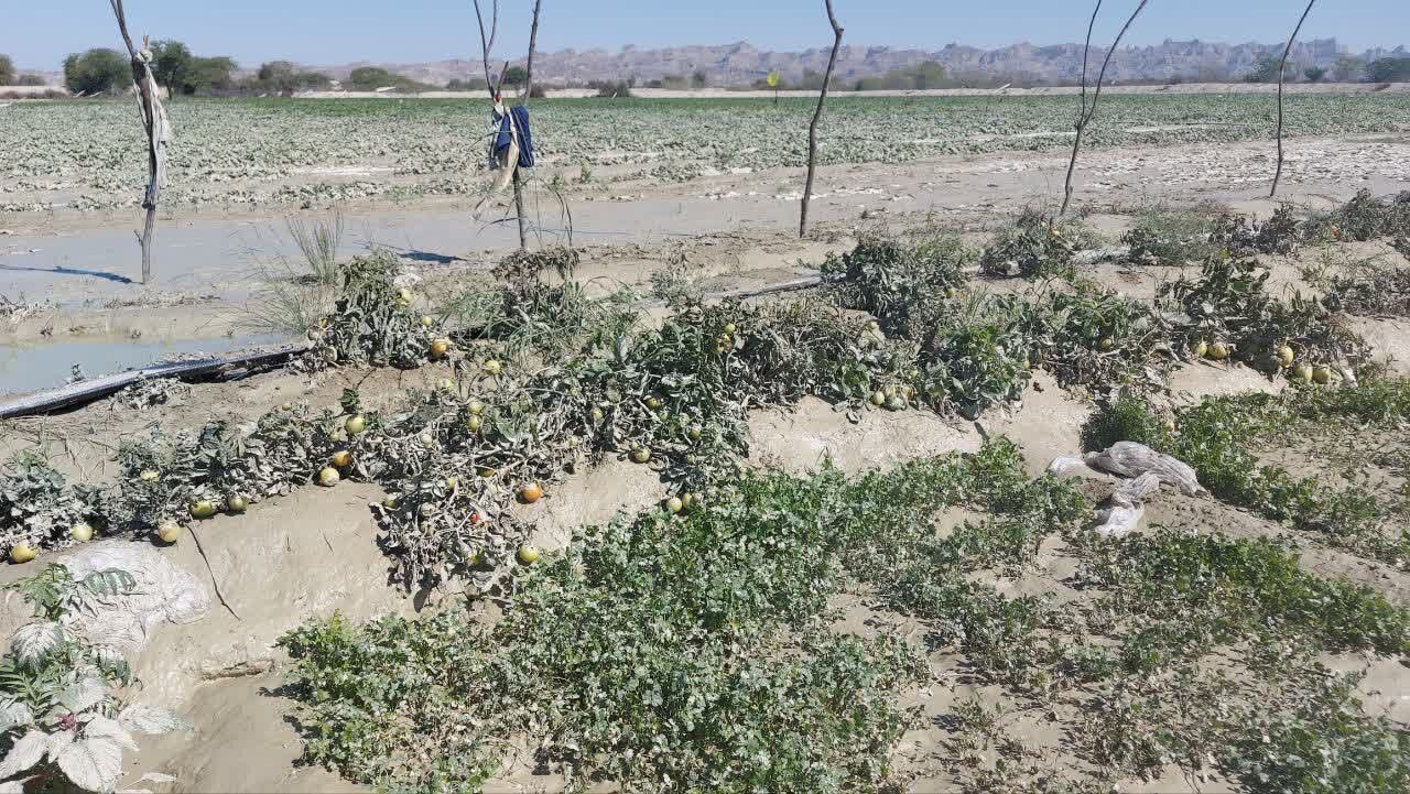 فیلم | خسارت سیل به کشاورزان جنوب سیستان و بلوچستان