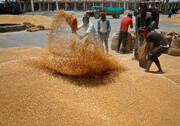 آسیب جدی باران به مراکز بزرگ تولید گندم و کلزای هند