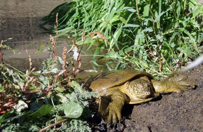 Iran Oil Ministry, Environment Department team up to preserve rare turtle