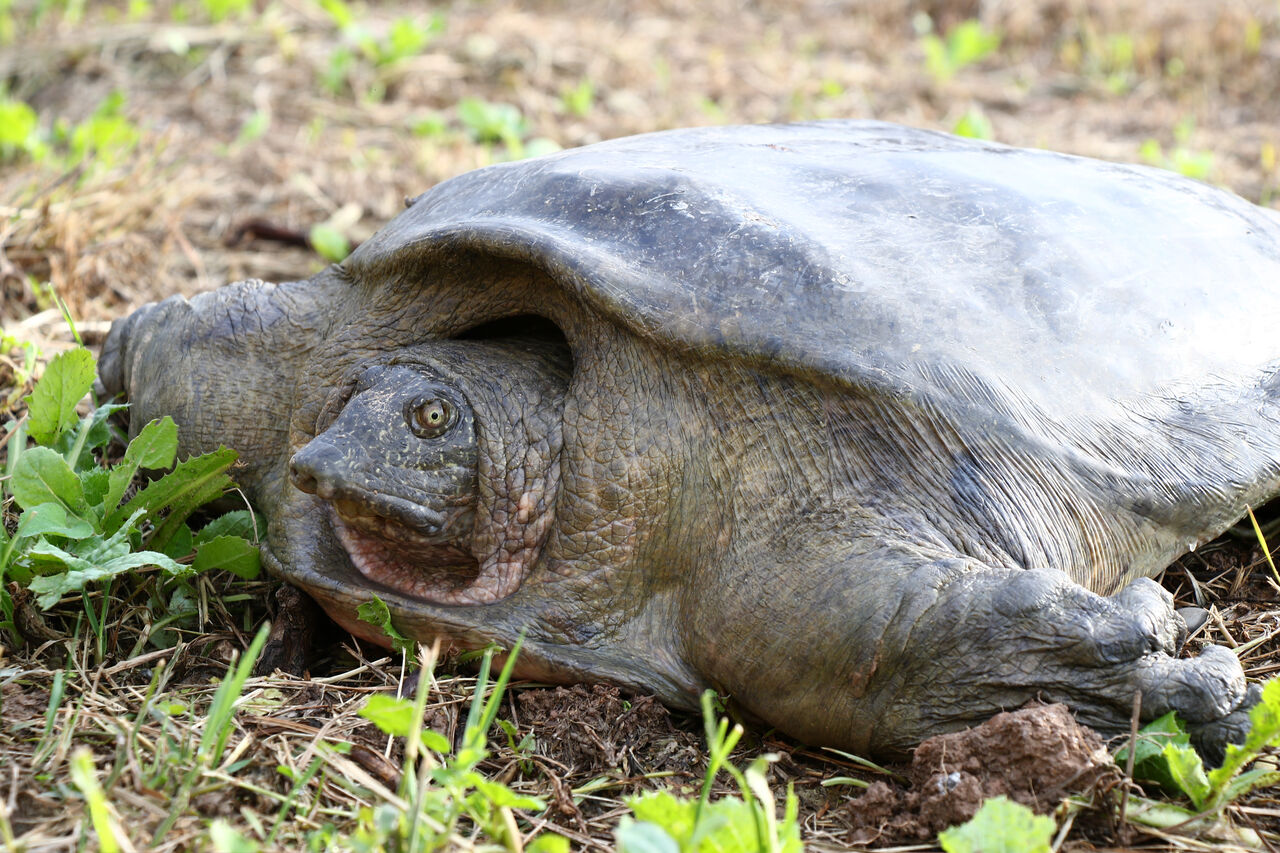 حفاظت محیط‌زیست و وزارت نفت از لاک‌پشت سه انگشتی