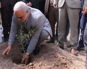 کرمان از تعهد کاشت سالانه ۵.۵ میلیون درخت جلوتر است