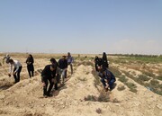 آغاز کاشت ۳۰ هزار درخت در سایت تصفیه خانه فاضلاب بوشهر