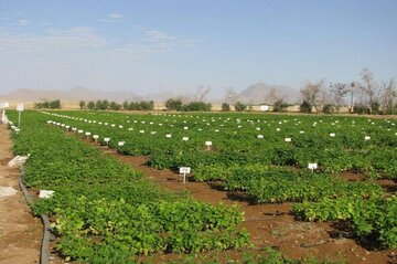 اجرای ۱۳۰ طرح تحقیقاتی در مرکز تحقیقات کشاورزی استان کرمانشاه