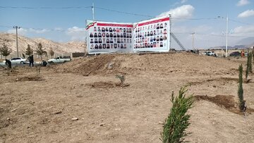 زیتون‌ها از محل انفجارهای تروریستی کرمان قد برافراشتند