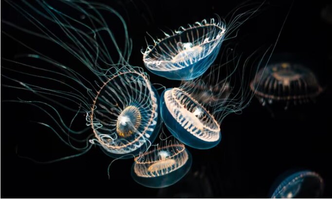 شناسایی اثر انگشت با اسپری ستاره دریایی