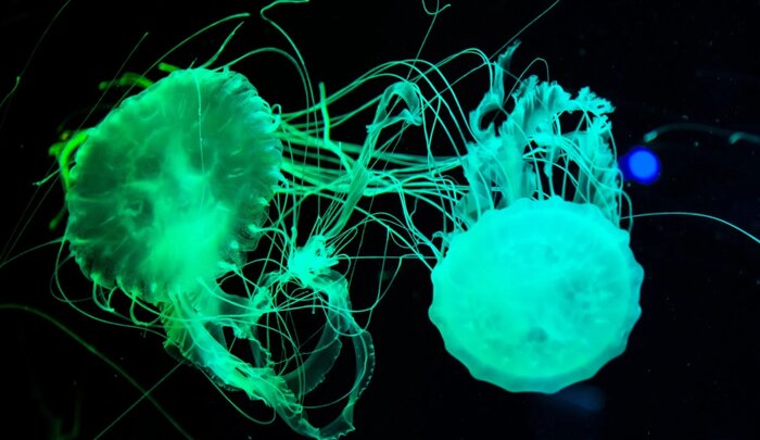 شناسایی اثر انگشت با اسپری ستاره دریایی