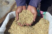 توزیع بذر شلتوک برنج در بهشهر چه روندی طی می‌کند؟