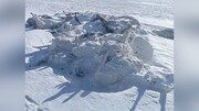 فاجعه‌ طبیعی «دزود» عامل مرگ سالانه‌ی میلیون‌ها دام در مغولستان و آسیای مرکزی