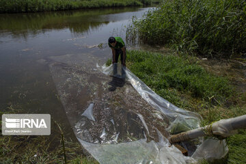 رودخانه‌های مهم شیلاتی در مازندران شناسایی شد