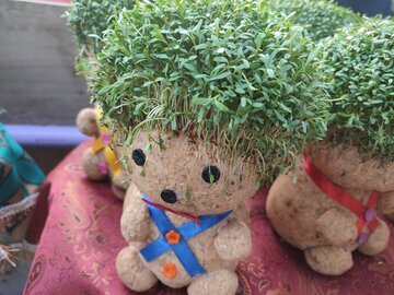 بهار در راه است؛ با کاشت سبزه، عید نوروز را به خانه بیاورید!