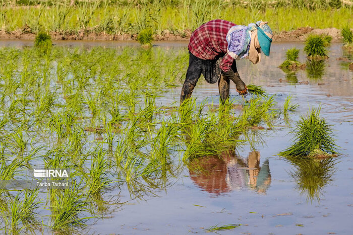 توزیع بذر شلتوک برنج در بهشهر چه روندی طی می‌کند؟