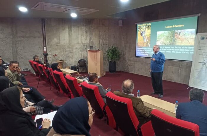 ایران در مسیر بروزرسانی دانش تولید اقتصادی زیتون