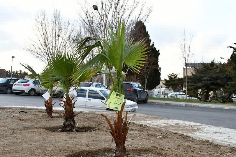 کاشت ۴۲ نهال در اصفهان به یاد اهداکنندگان عضو