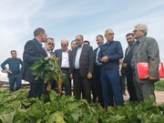 بازدید وزیر جهاد کشاورزی از طرح‌های کشاورزی دزفول