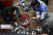 ممنوعیت صید ماهی در خوزستان همزمان با فصل تخم‌ریزی آغاز شد