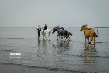 Costas del Golfo Pérsico