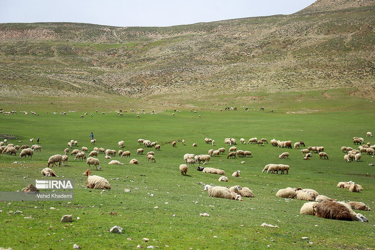 بهره‌مندی عشایر کرمانشاه از سالانه ۲۵۰۰ میلیارد تومان علوفه رایگان