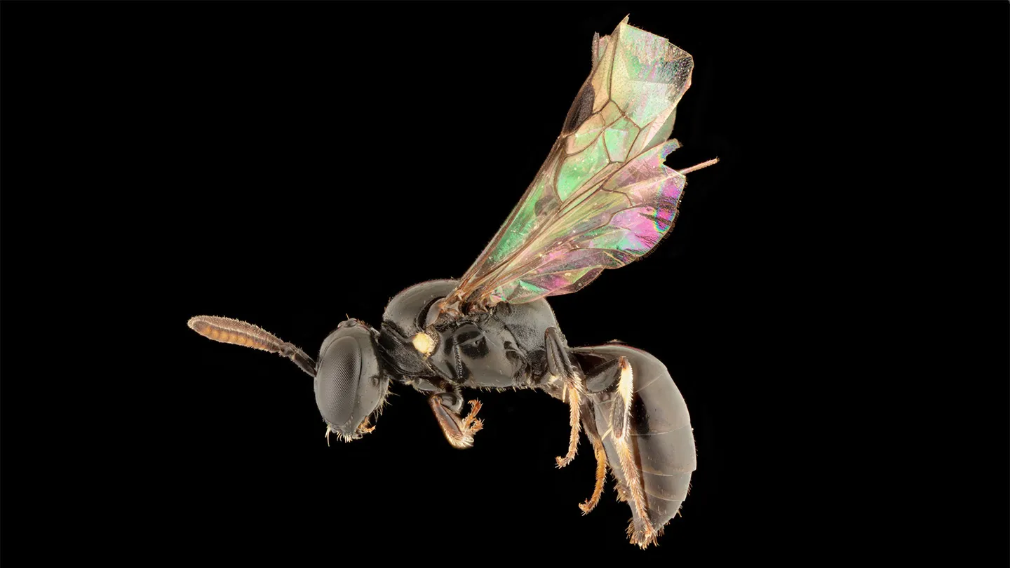 حل معمای چندین ساله مهاجرت زنبورها با کشف ۸ گونه جدید