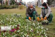 کاشت یک میلیون و ۱۸۳ هزار بوته گل در شهر اراک