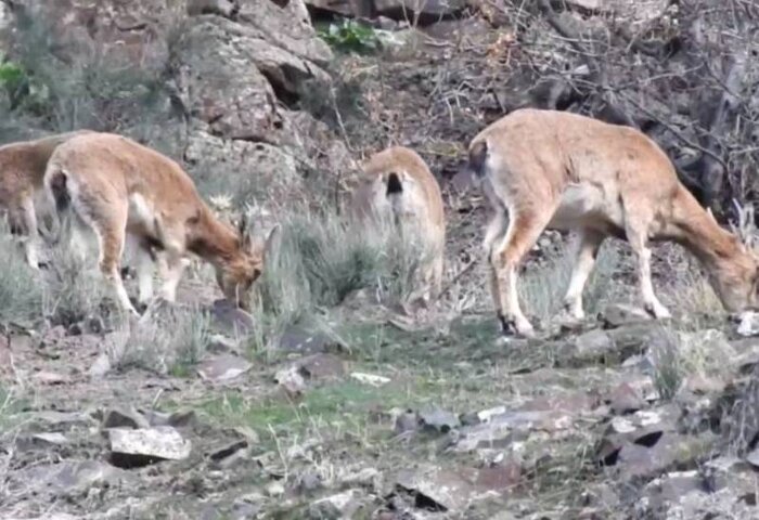 چالشهای محیط زیست چهارمحال و بختیاری؛ از بحران پسماند تا تهدید آتشسوزی