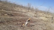 واکنش فرزند پدر انار ایران به ماجرای قطع درختان انارستان یزد
