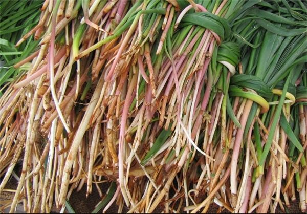 افطار کرمانیها در مهمانی نوروز/ غذاهای محلی که کمتر میشناسید