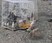 ۴۰ پرنده غیر مجاز صید شده به طبیعت مشهد بازگردانده شدند+ فیلم
