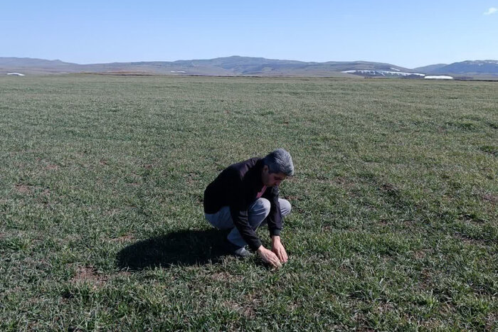 خسارت سنگین سرمازدگی و آفات گیاهی به مزارع گندم و جو استان اردبیل