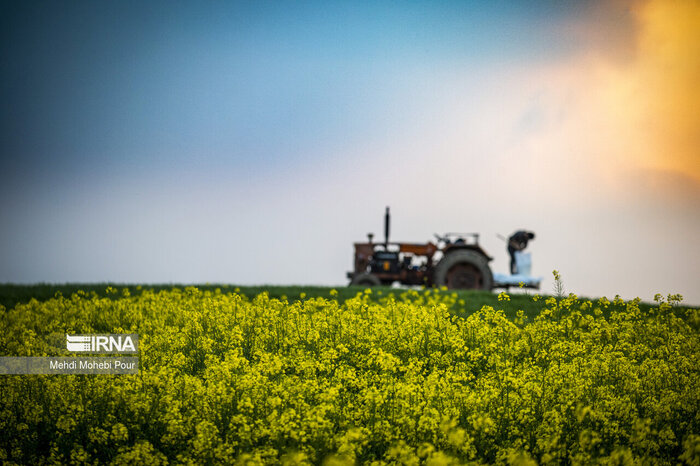 درآمد پایدار کشاورزان با کشت جایگزین