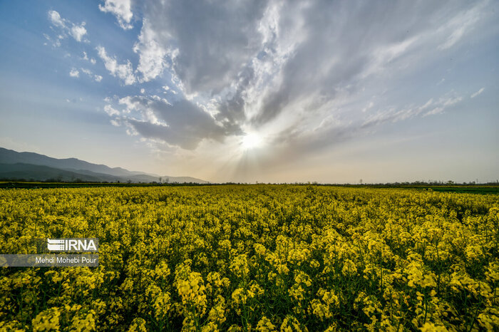 ۵۱ هزار تن خوشه طلایی گندم از مزارع خوزستان برداشت شد