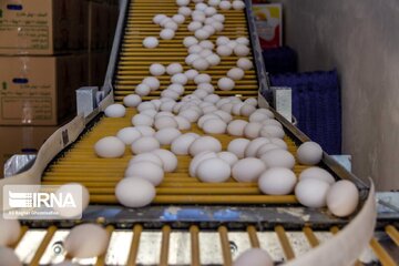 تولید بیش از ۱.۳ میلیون تن تخم‌مرغ در سال‌ جاری