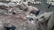 باران و رانش زمین منجر به تلف شدن ۲۰ راس گوسفند در گیلانغرب شد