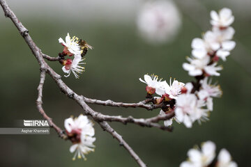 Flores de primavera en Teherán