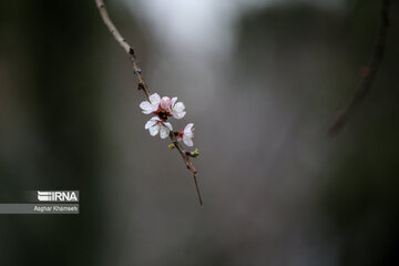 Flores de primavera en Teherán