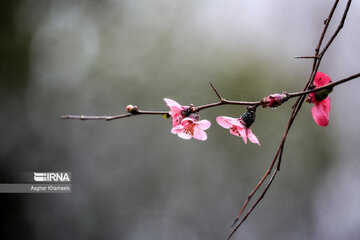 Flores de primavera en Teherán