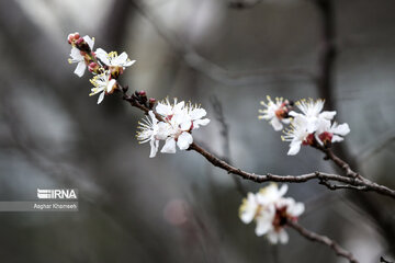 Flores de primavera en Teherán